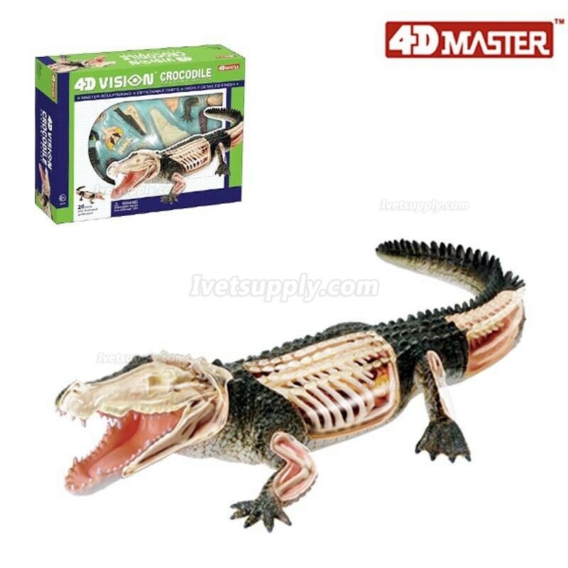 Crocodile Animal Anatomy Modell Teaching Model Assembled Toy